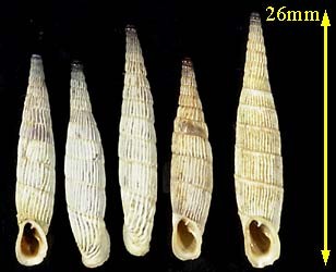 クレタアオギセルの一種 Albinaria cretensis strigata small