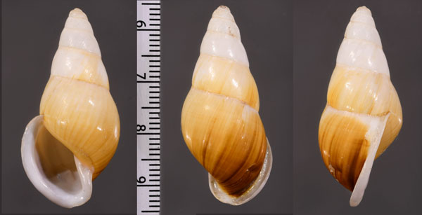 ベシャウマレーマイマイ (仮称) Amphidromus beschaueri small