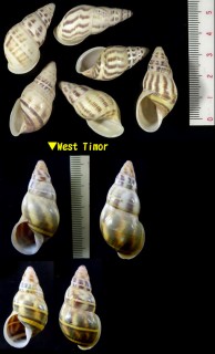 サカサマレーマイマイ Amphidromus contrarius small