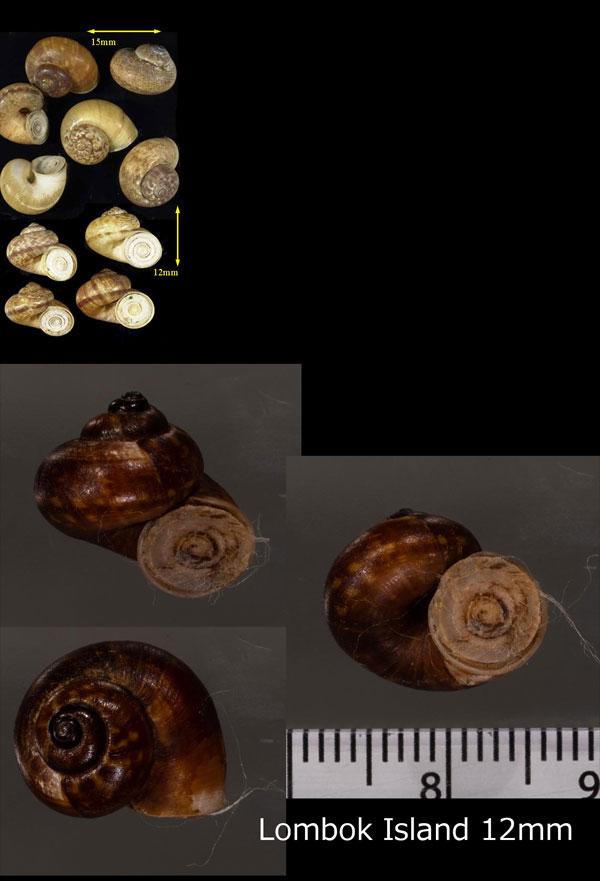 セレベスのアツブタガイの一種 Cyclotus politus small