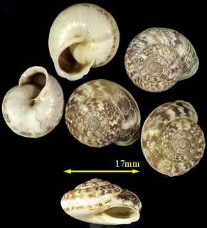 ウォールコマイマイの亜種 Marmorana muralis templorum small