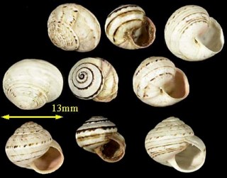 マジョルカコマイマイの亜種 Theba pisana ampullacea small