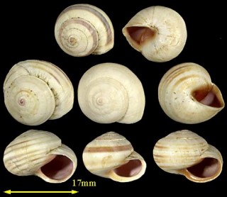 マジョルカコマイマイの一種 Theba subdentata small