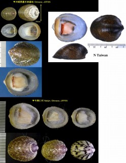 フネアマガイ Septaria porcellana small