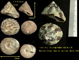 コウカイウズ Trochus erythraeus small