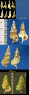 キイロカニモリ Cerithium citrinum small