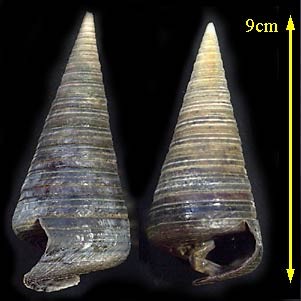 センニンガイ 仙人貝 Telescopium telescopium small