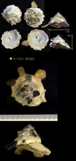 チチュウカイクマサカ Xenophora crispa small