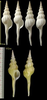 フトウネナガニシ 太畝長辛螺 Fusinus crassiplicatus small