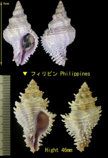 イセカセン Coralliophila fearnleyi small