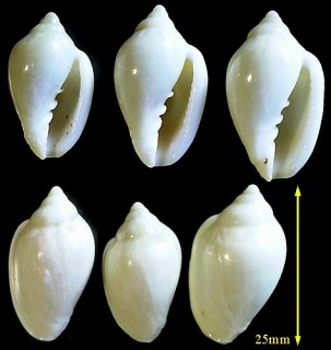 サテンヘリトリ Marginella irrorata small