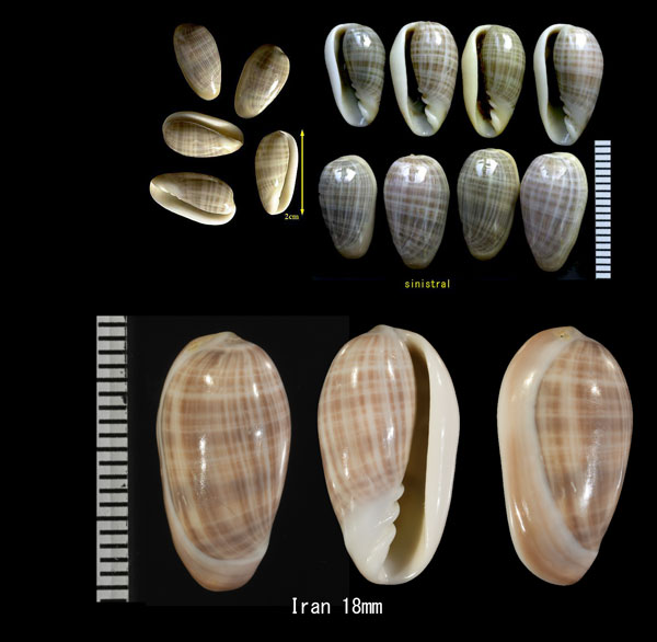 ニヨリカスリトリノコ Volvarina angustata small