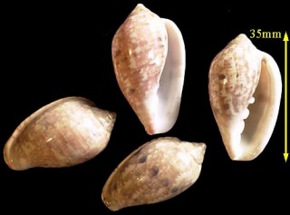 セネガルヘリトリ (セネガルトリノコ) Marginella senegalensis small