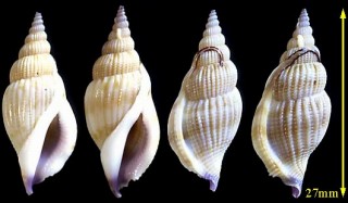 カゴメソデ Varicospira cancellata small