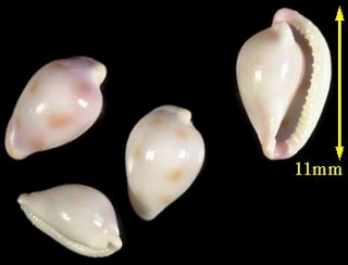 バライロコダマウサギ Pseudosimnia whiteworthi small