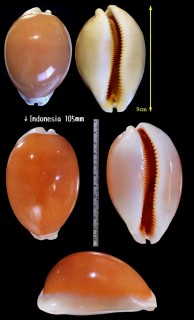 ナンヨウダカラ 南洋宝 Lyncina aurantium small