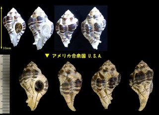 ダテヨウラク Maxwellia gemma small