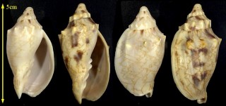 アメリカメロンボラ Adelomelon americana small