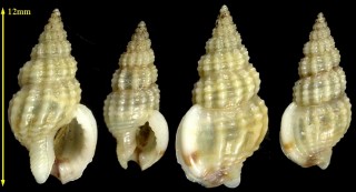 バウチエルムシロ Nassarius vaucheri small