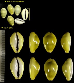 アフリカキイロダカラ Erosaria moneta icterina small