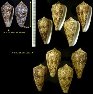 アミメタガヤサンミナシ Conus abbas small