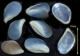 クジャクガイの青い型 Septifer bilocularis small