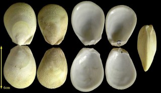 ウコンハネガイ Ctenoides ales small