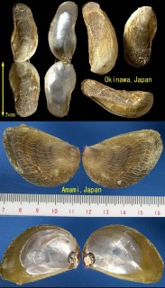 ホウオウガイ 鳳凰貝 Vulsella vulsella small