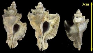 コドモサギノハヨウラク Pterynotus akation small