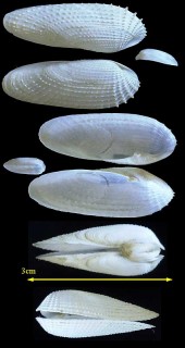 ヨーロッパニオガイ Barnea candida small