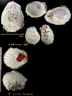 ミズイリショウジョウ 水入り猩々貝 Spondylus varius small