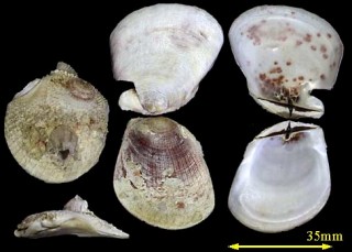 ウミギクモドキ Pedum spondyloideum small