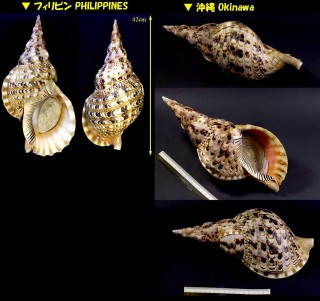 ホラガイ 法螺貝 Charonia tritonis small