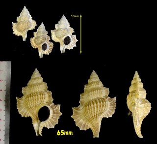 ボジェットマツカワ (仮称) Gyrineum perca bozzetti small