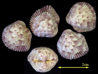 ハナザル Fragum fornicatum small