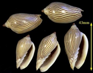 マサメボラ Amoria zebra small