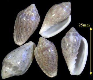 ケオリヘリトリ Marginella floccata small
