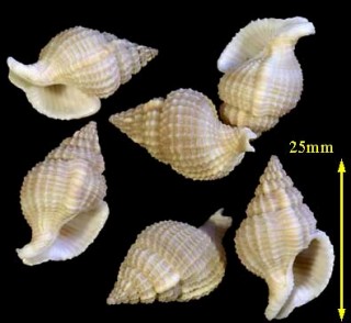ベンガルナサバイの一型 Nassaria coromandelica small