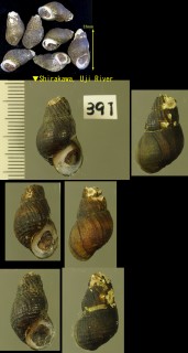 ナカセコカワニナ Semisulcospira nakasekoae small