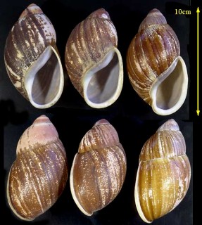 オオアカマイマイの一種 ブラジル Megalobulimus versatilis small