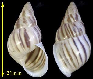 バイアタテスジミカンマイマイ (仮称) Leiostracus vimineus small