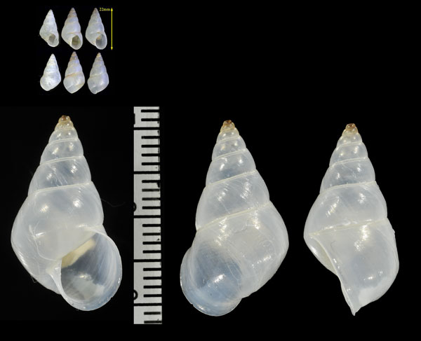 パールミカンマイマイ (仮称) Leiostracus perlucidus small