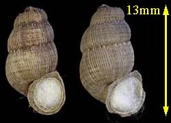 バハマクチヒレガイ Opisthosiphon bahamiense small