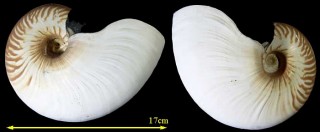 ヒロベソオウム Nautilus scrobiculatus small