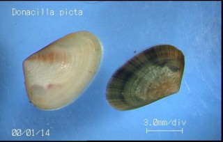 チドリマスオ Donacilla picta small