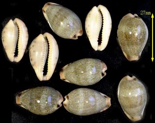 アオナツメダカラ Cypraea xanthodon small