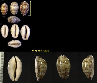 グレーヤクシマダカラ Mauritia arabica grayana small