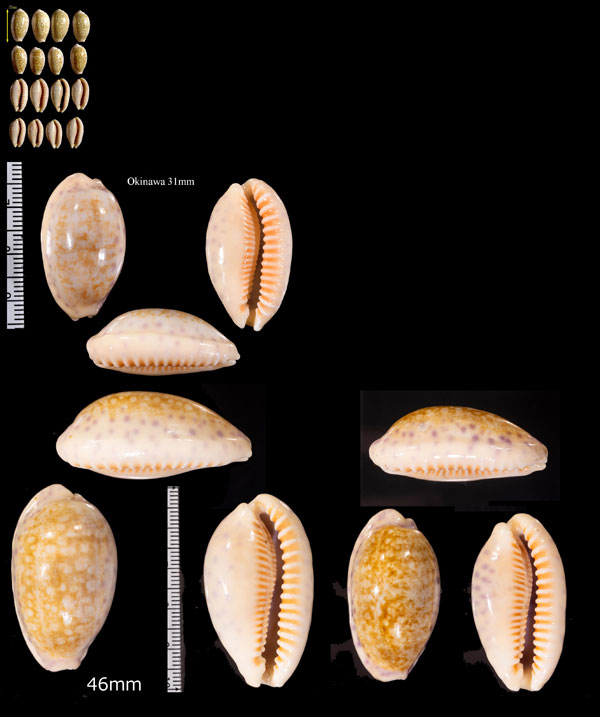 スソムラサキダカラ Ovatipsa chinensis small
