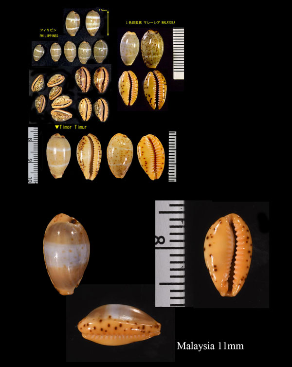 カバホシダカラ 樺星宝 Palmadusta lutea small
