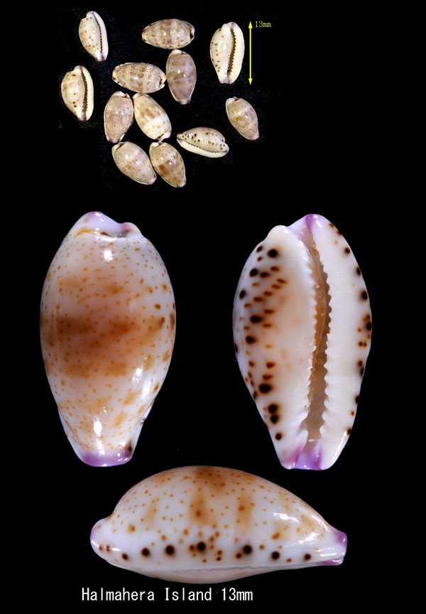 ケショウメダカラ Purpuradusta hammondae raysummersi small